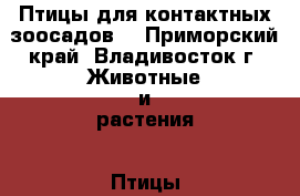 Птицы для контактных зоосадов. - Приморский край, Владивосток г. Животные и растения » Птицы   . Приморский край,Владивосток г.